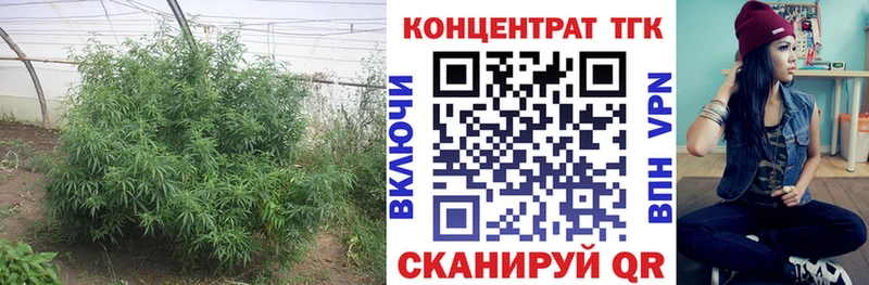 ТГК Wax  OMG рабочий сайт  Чита 